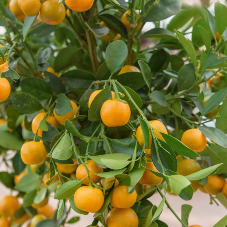 Oranger ‘Limon Rouge’ - Citrus mitis ‘Limon Rouge’ 115/125cm