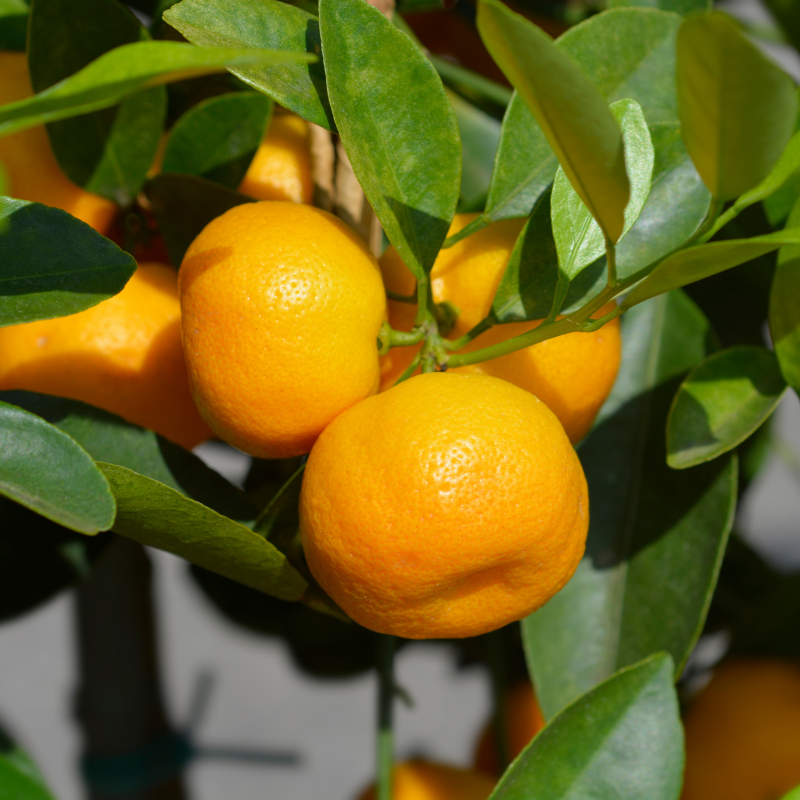 Oranger calamondin - Citrus mitis ‘Calamondin’ pyramide en pot de 22cm