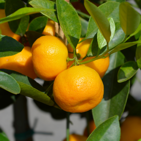 Oranger calamondin - Citrus mitis ‘Calamondin’ pyramide en pot de 22cm