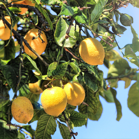 Citronnier ‘4 Saisons’ - Citrus ‘4 Saisons’ 115/125cm
