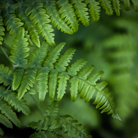 Fougère à peigne ‘Herrenhausen’ - Polystichum setiferum ‘Herrenhausen’ en pot de 9cm
