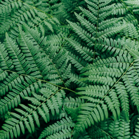Fougère arborescente de Tasmanie - Dicksonia antarctica en pot de 2L