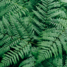 Fougère arborescente de Tasmanie - Dicksonia antarctica en pot de 2L