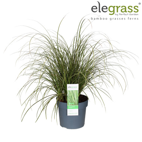 Laîche brune ‘Variegata’ - Carex brunnea ‘Variegata’ pot 19cm