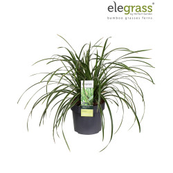 Laîche de Morrow ‘Ice Dance’ - Carex morrowii ‘Ice Dance’ pot 19cm