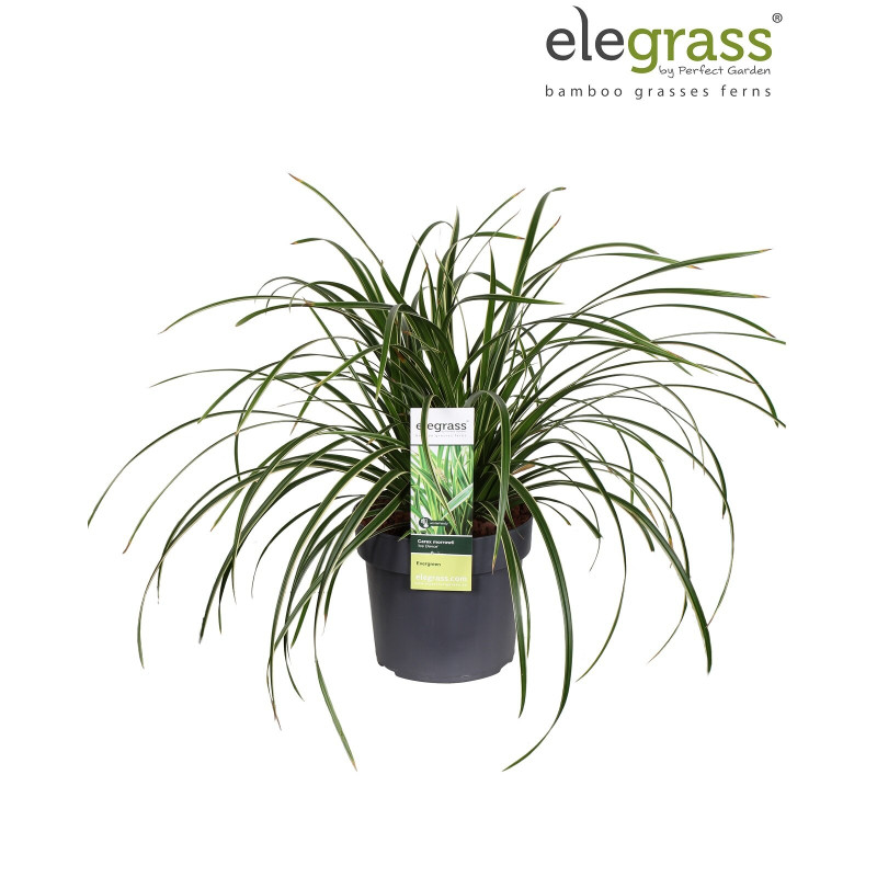 Laîche de Morrow ‘Ice Dance’ - Carex morrowii ‘Ice Dance’ pot 19cm