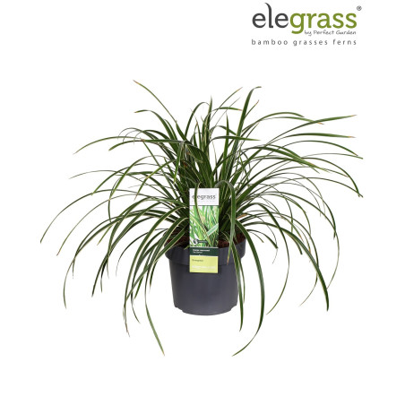 Laîche de Morrow ‘Ice Dance’ - Carex morrowii ‘Ice Dance’ pot 19cm