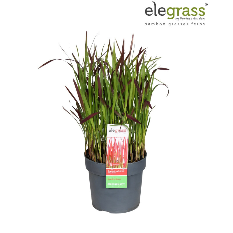 Herbe sanglante ‘Red Baron’ - Imperata cylindrica ‘Red Baron’ pot 19cm