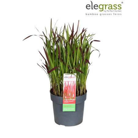 Herbe sanglante ‘Red Baron’ - Imperata cylindrica ‘Red Baron’ pot 19cm