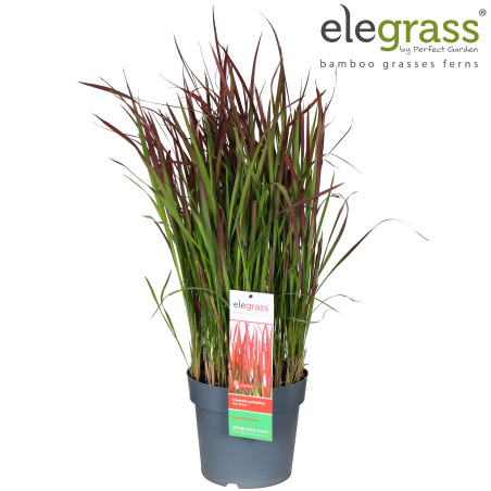 Herbe sanglante ‘Red Baron’ - Imperata cylindrica ‘Red Baron’ pot 23cm