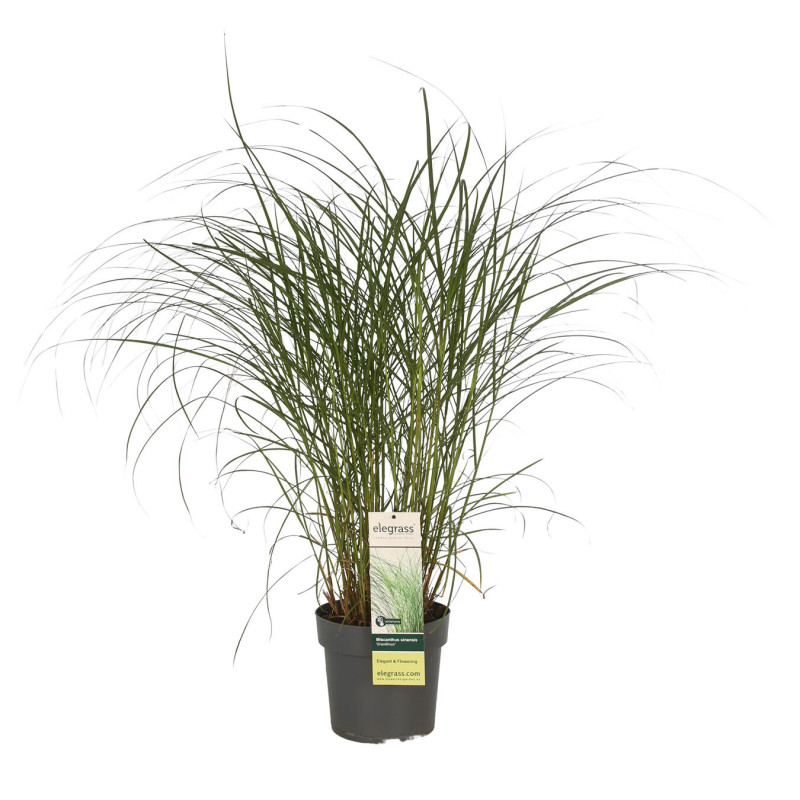 Roseau de Chine ‘Gracillimus’ - Miscanthus sinensis ‘Gracillimus’ pot 23cm