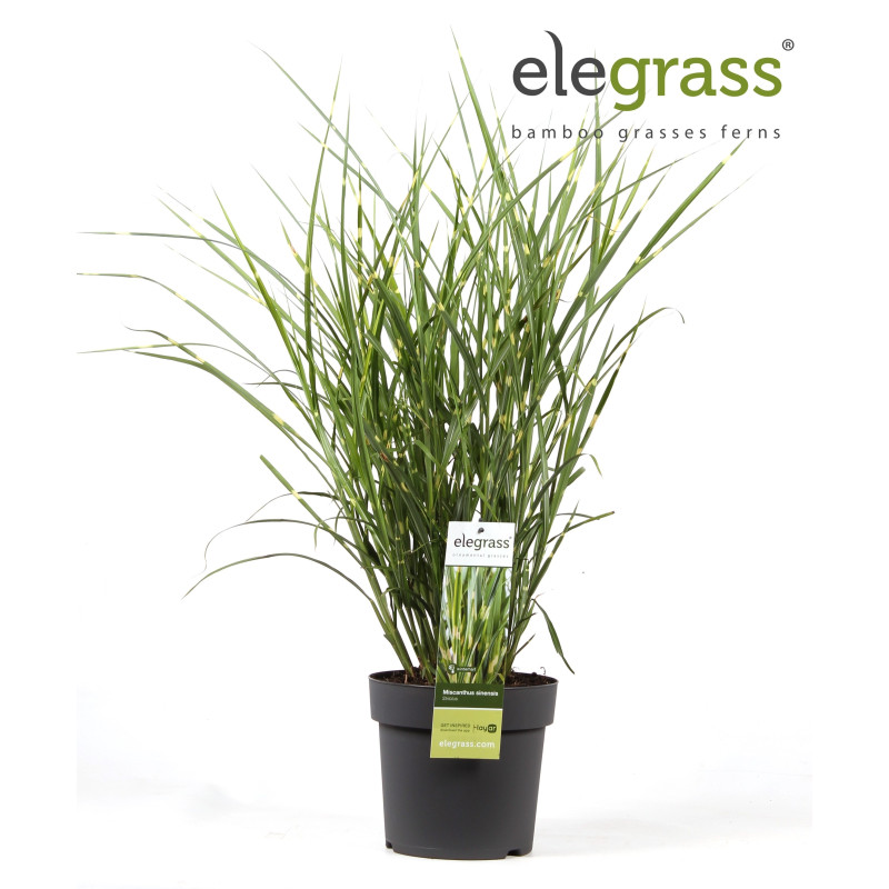 Roseau de Chine ‘Strictus’ - Miscanthus sinensis ‘Strictus’ pot 23cm