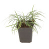 Ophiopogon du Japon - Ophiopogon japonicusgodet 9cm