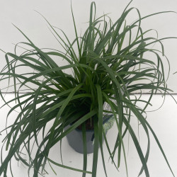 Laîche d’Oshima ‘Evergreen’ - Carex oshimensis ‘Evergreen’ pot 2L
