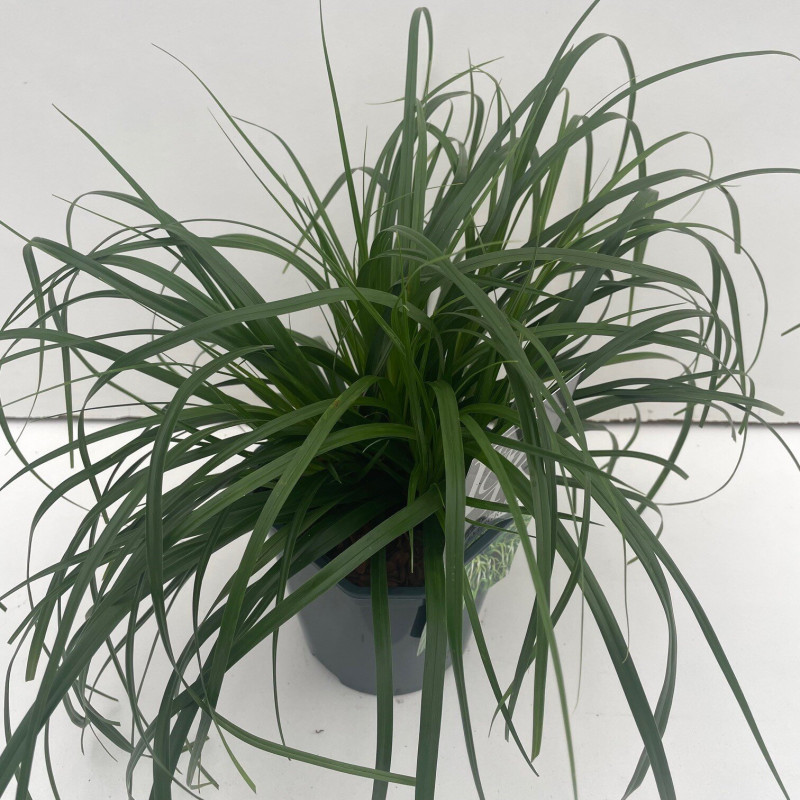 Laîche d’Oshima ‘Evergreen’ - Carex oshimensis ‘Evergreen’ pot 2L