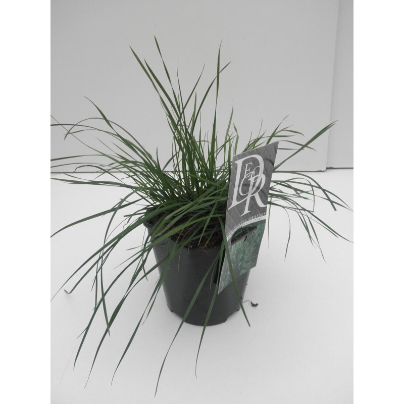 Canche cespiteuse ‘Goldstaub’ - Deschampsia cespitosa ‘Goldstaub’ pot 2L