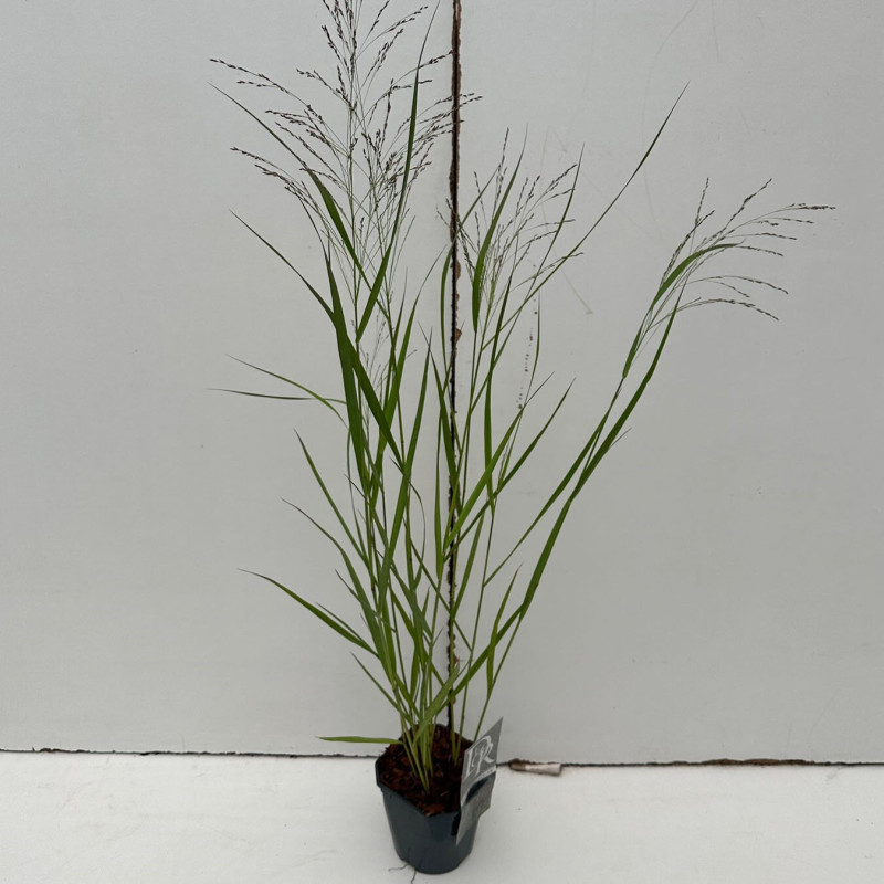Panic érigé ‘Squaw’ - Panicum virgatum ‘Squaw’ pot 2L