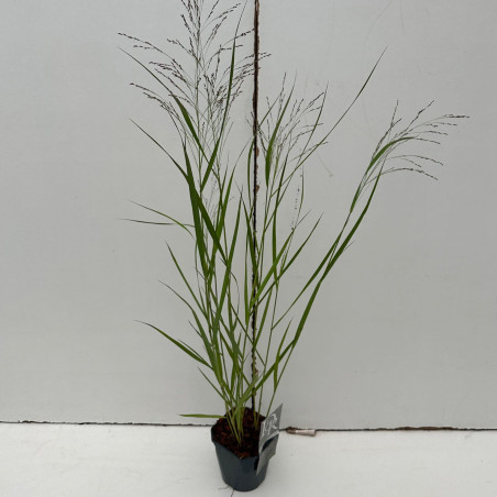 Panic érigé ‘Squaw’ - Panicum virgatum ‘Squaw’ pot 2L