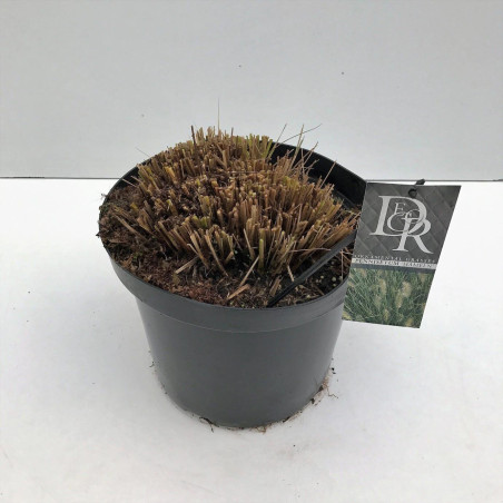 Herbe aux écouvillons ‘Hameln’ - Pennisetum alopecuroides ‘Hameln’ 60cm pot 10L