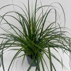 Laîche d’Oshima ‘Everlime’ - Carex oshimensis ‘Everlime’ pot 2L