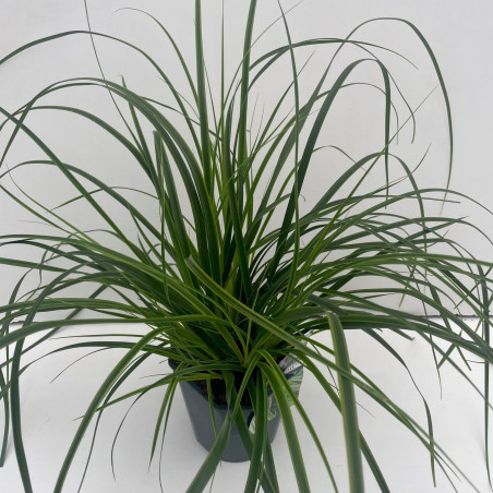 Laîche d’Oshima ‘Everlime’ - Carex oshimensis ‘Everlime’ pot 2L