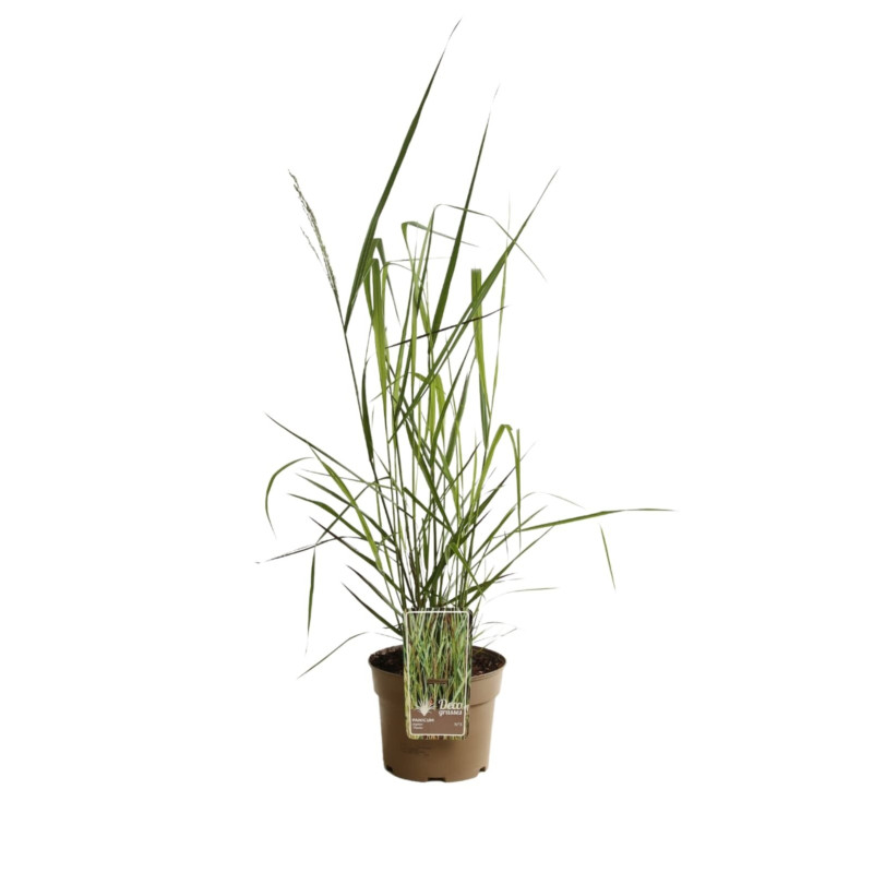 Panic érigé ‘Warrior’ - Panicum virgatum ‘Warrior’ pot 3L