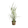 Panic érigé ‘Warrior’ - Panicum virgatum ‘Warrior’ pot 3L