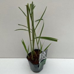 Miscanthus géant - Miscanthus ×giganteus pot 2L