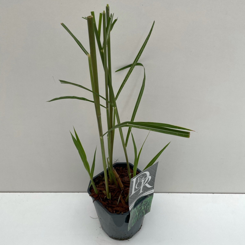 Miscanthus géant - Miscanthus ×giganteus pot 2L