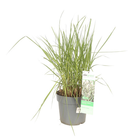 Panic érigé ‘Prairie Sky’ - Panicum virgatum ‘Prairie Sky’ pot 23cm