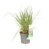 Panic érigé ‘Prairie Sky’ - Panicum virgatum ‘Prairie Sky’ pot 23cm