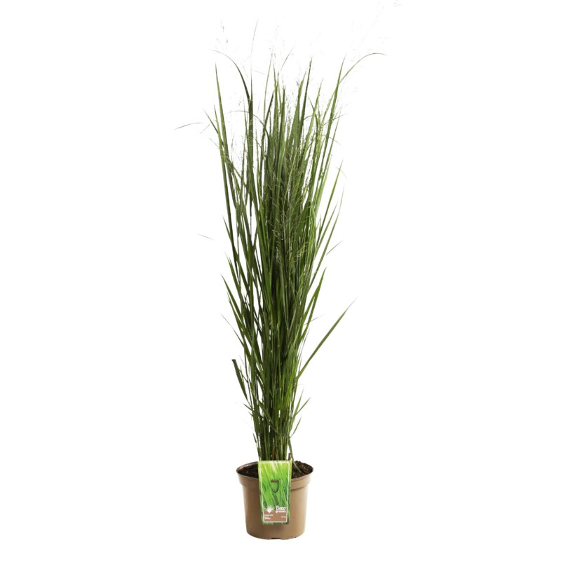 Panic érigé ‘Northwind’ - Panicum virgatum ‘Northwind’ pot 7,5L