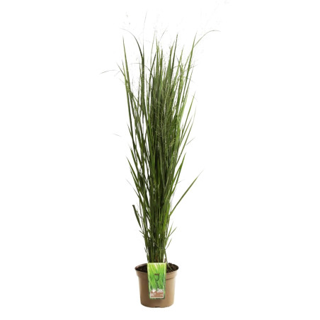 Panic érigé ‘Northwind’ - Panicum virgatum ‘Northwind’ pot 7,5L