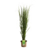 Panic érigé ‘Northwind’ - Panicum virgatum ‘Northwind’ pot 7,5L