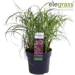 Roseau de Chine ‘Red Chief’ - Miscanthus sinensis ‘Red Chief’ pot 19cm