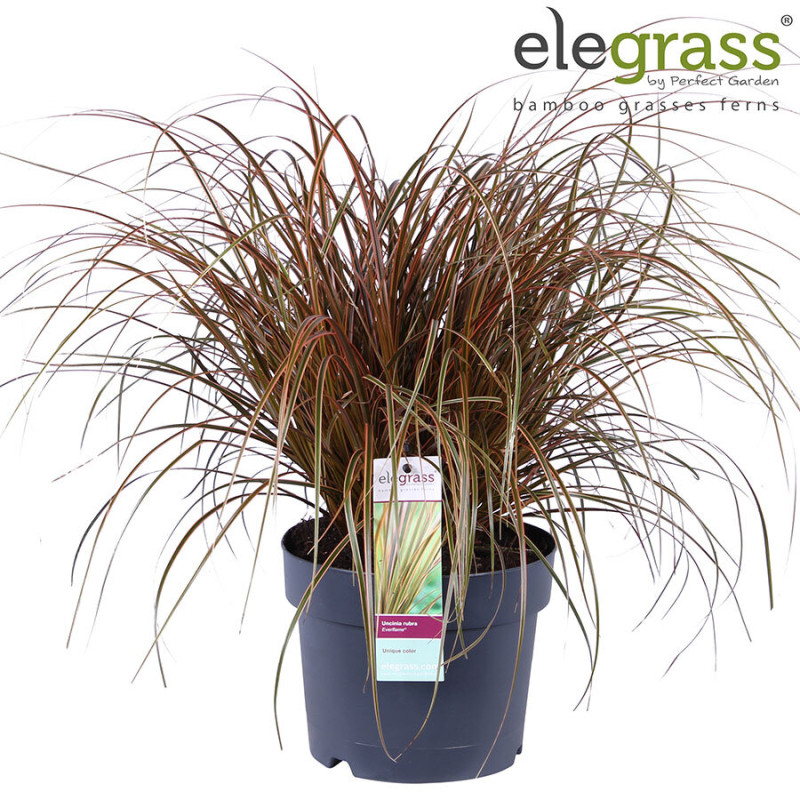 Uncinie rouge ‘Everflame’ - Uncinia rubra ‘Everflame’ pot 19cm