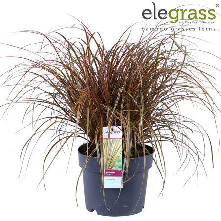 Uncinie rouge ‘Everflame’ - Uncinia rubra ‘Everflame’ pot 19cm