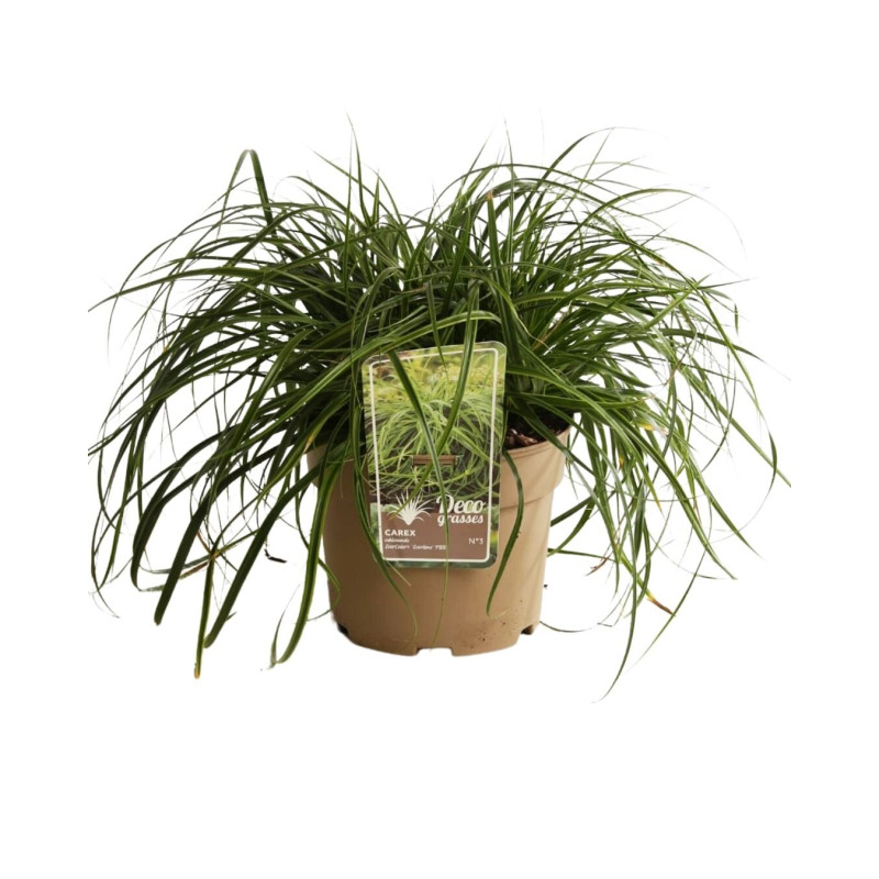 Laîche d’Oshima ‘Everlime’ - Carex oshimensis ‘Everlime’ pot 3L