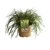 Laîche d’Oshima ‘Everlime’ - Carex oshimensis ‘Everlime’ pot 3L