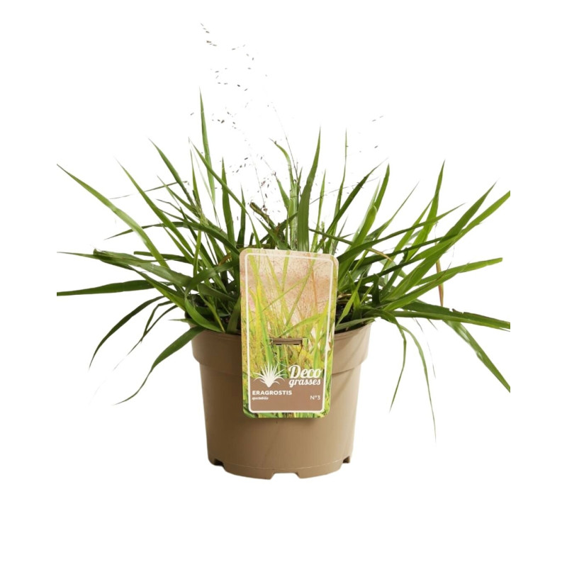 Herbe d’amour - Eragrostis spectabilis pot 3L