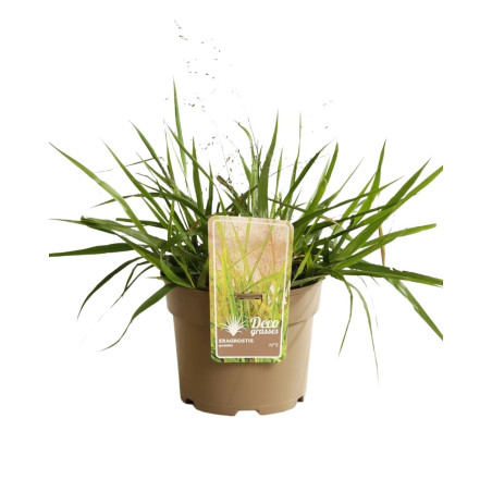 Herbe d’amour - Eragrostis spectabilis pot 3L