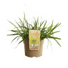 Herbe d’amour - Eragrostis spectabilis pot 3L