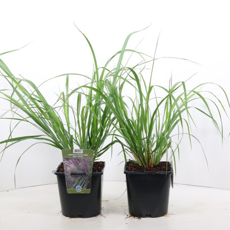 Herbe aux écouvillons ‘Black Beauty’ - Pennisetum alopecuroides ‘Black Beauty’ pot 2L
