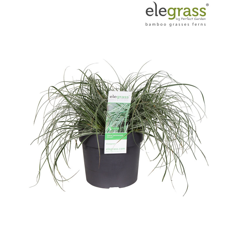 Laîche d’Oshima ‘Everest’ - Carex oshimensis ‘Everest’ pot 19cm