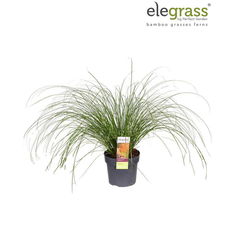 Laîche testacée ‘Prairie Fire’ - Carex testacea ‘Prairie Fire’ pot 19cm