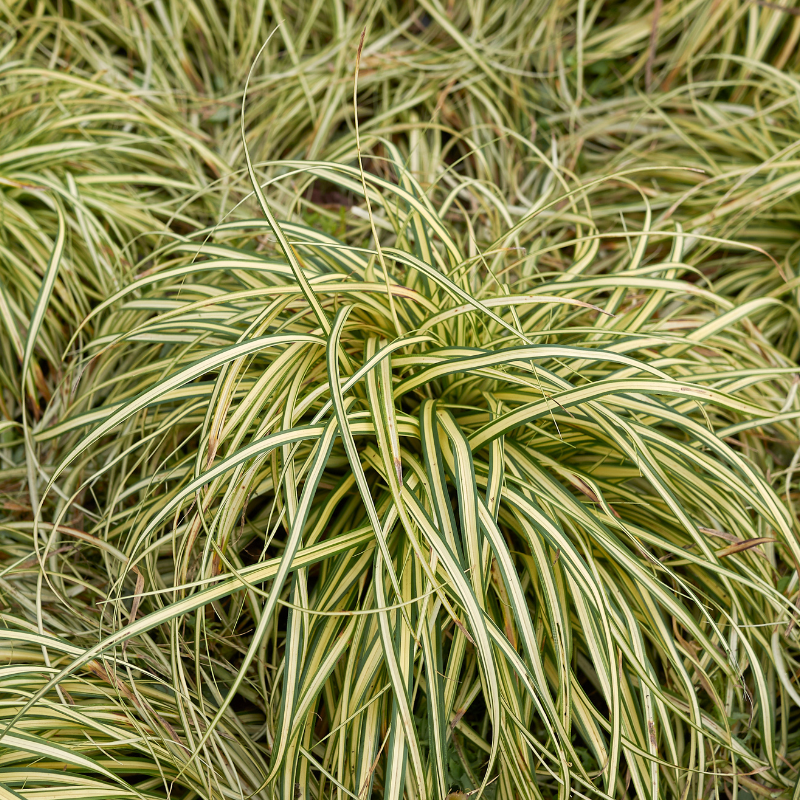 Laîche d’Oshima ‘Everlime’ - Carex oshimensis ‘Everlime’