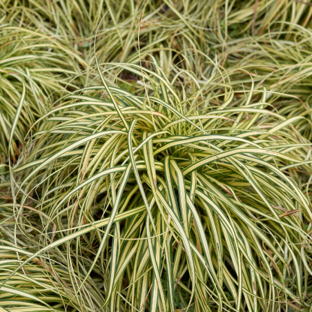 Laîche d’Oshima ‘Everlime’ - Carex oshimensis ‘Everlime’