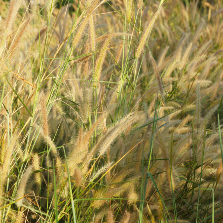 Herbe aux écouvillons - Pennisetum alopecuroides godet 9cm