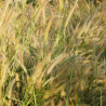 Herbe aux écouvillons - Pennisetum alopecuroides godet 9cm