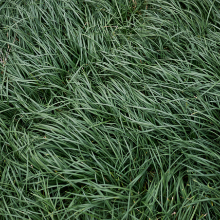 Ophiopogon du Japon - Ophiopogon japonicus godet 9cm